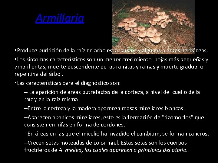 Armillaria • Produce pudrición de la raíz en arboles, arbustos y algunas plantas herbáceas.