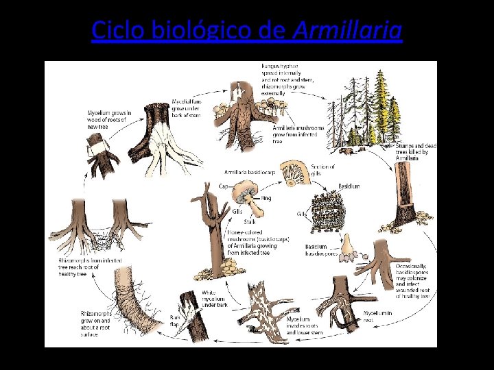 Ciclo biológico de Armillaria 