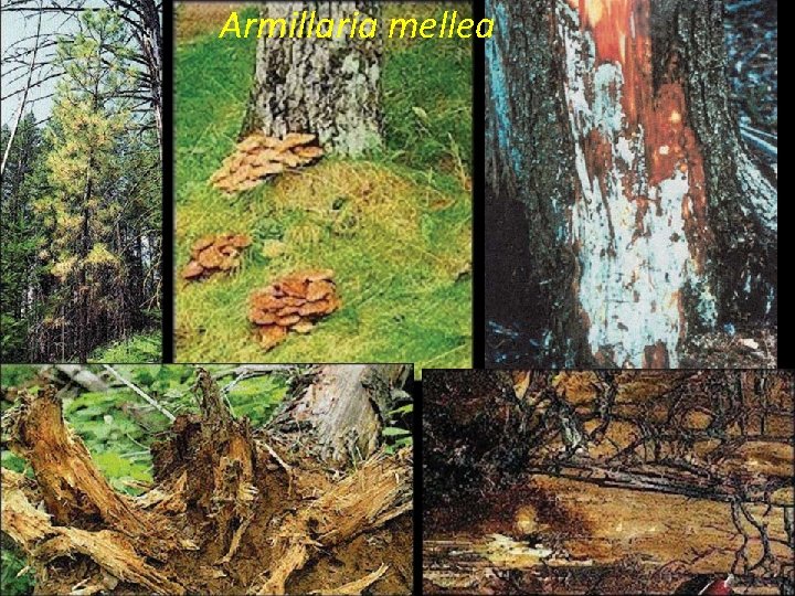 Armillaria mellea 