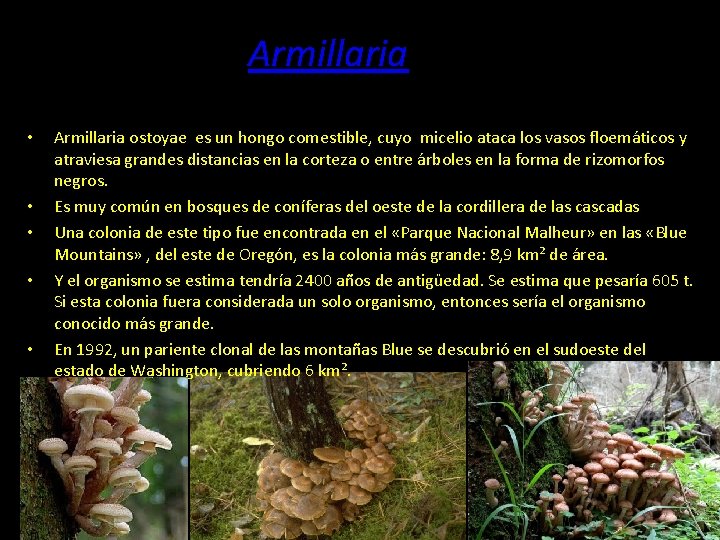 Armillaria • • • Armillaria ostoyae es un hongo comestible, cuyo micelio ataca los