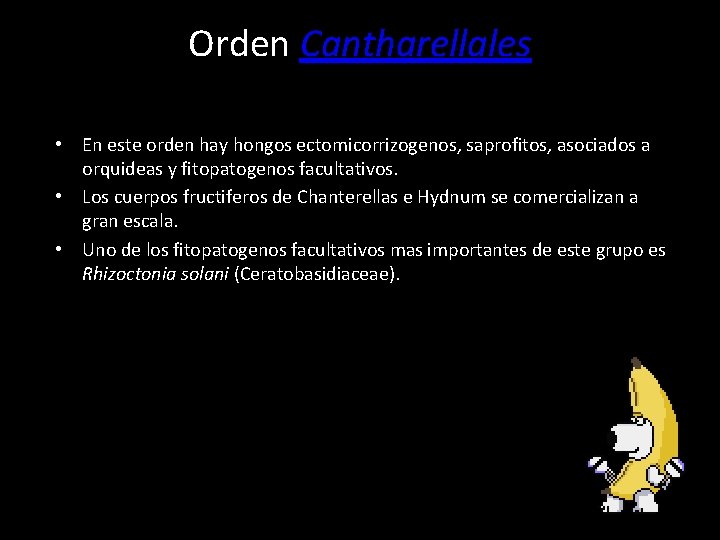 Orden Cantharellales • En este orden hay hongos ectomicorrizogenos, saprofitos, asociados a orquideas y