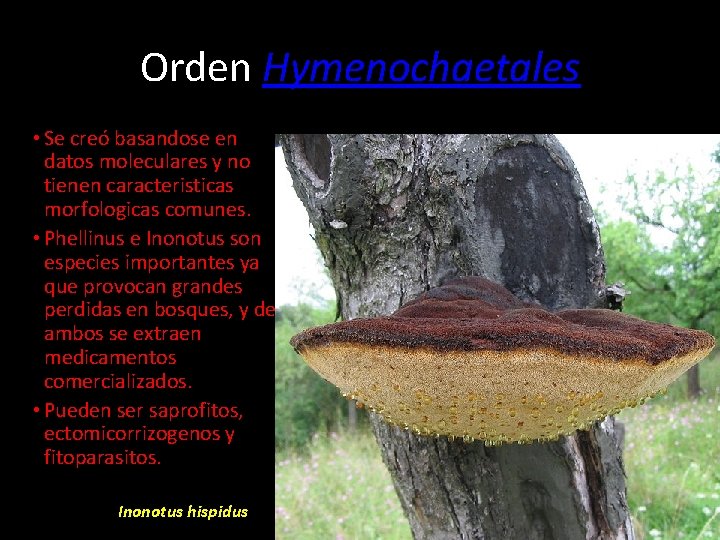 Orden Hymenochaetales • Se creó basandose en datos moleculares y no tienen caracteristicas morfologicas