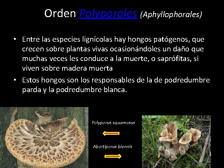 Orden Polyporales (Aphyllophorales) • Entre las especies lignícolas hay hongos patógenos, que crecen sobre