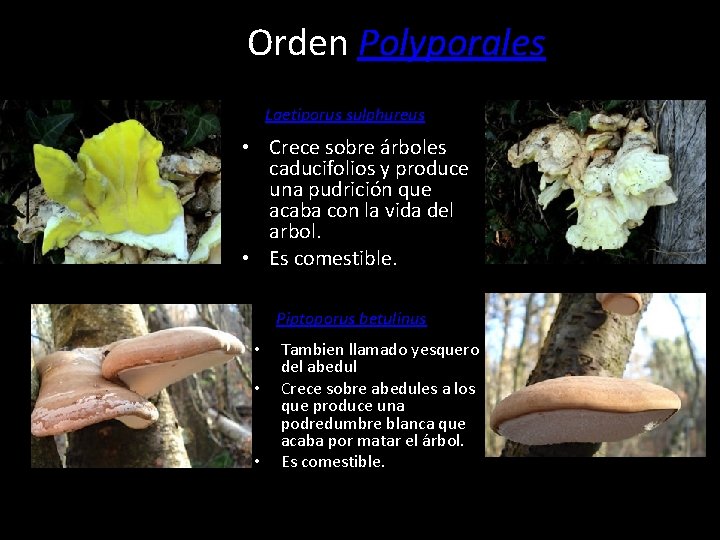 Orden Polyporales Laetiporus sulphureus • Crece sobre árboles caducifolios y produce una pudrición que