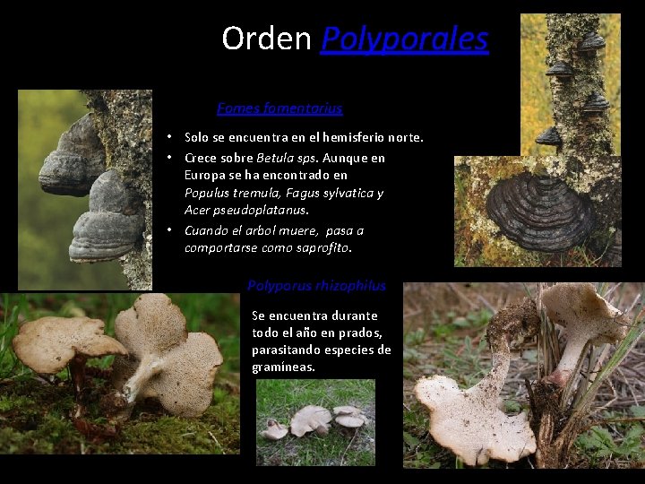 Orden Polyporales Fomes fomentarius • Solo se encuentra en el hemisferio norte. • Crece