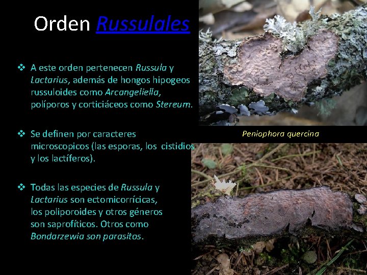 Orden Russulales v A este orden pertenecen Russula y Lactarius, además de hongos hipogeos