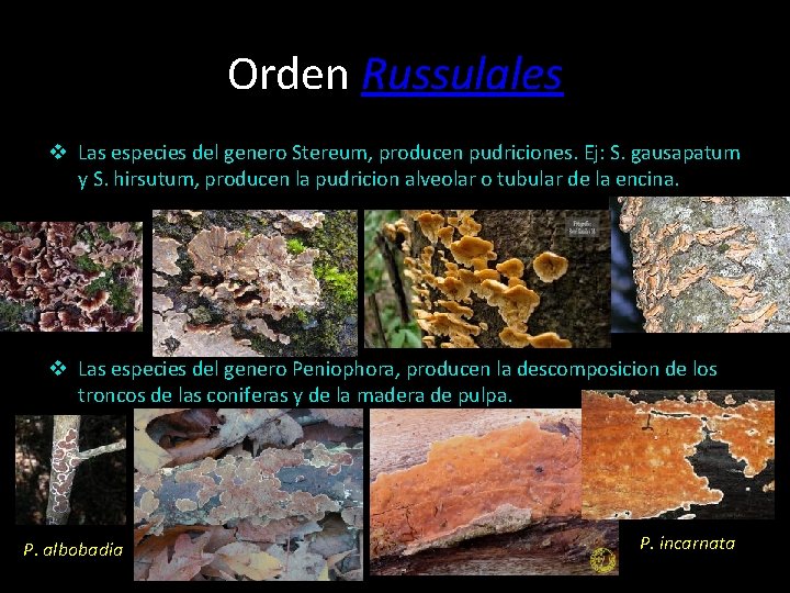 Orden Russulales v Las especies del genero Stereum, producen pudriciones. Ej: S. gausapatum y