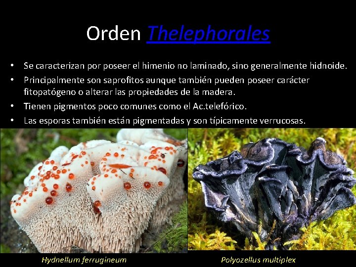 Orden Thelephorales • Se caracterizan por poseer el himenio no laminado, sino generalmente hidnoide.