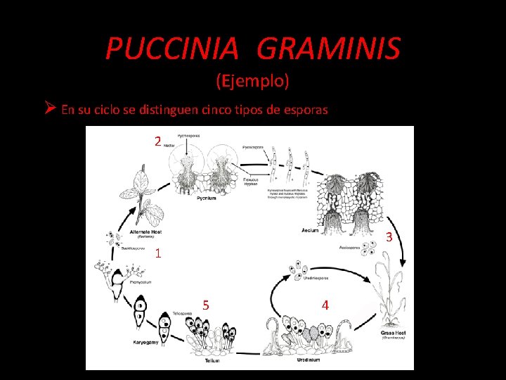 PUCCINIA GRAMINIS (Ejemplo) Ø En su ciclo se distinguen cinco tipos de esporas 2