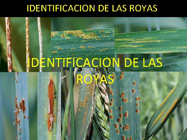 IDENTIFICACION DE LAS ROYAS 
