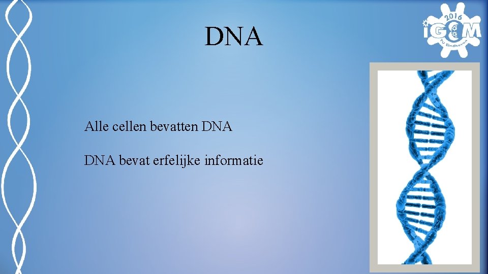 DNA Alle cellen bevatten DNA bevat erfelijke informatie 