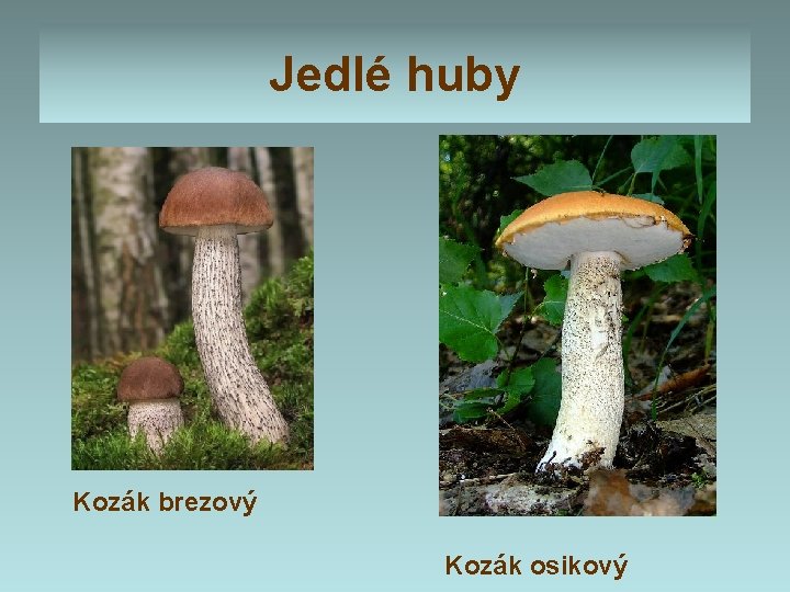 Jedlé huby Kozák brezový Kozák osikový Jedlé huby Kozák brezový Kozák osikový