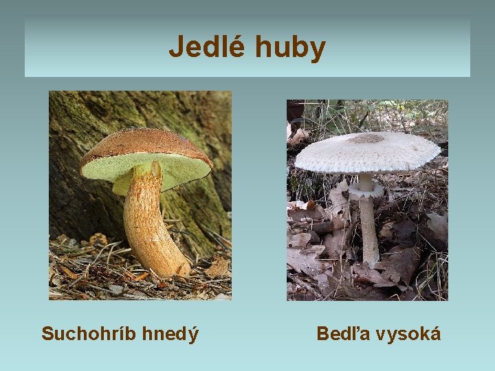 Jedlé huby Suchohríb hnedý Bedľa vysoká 