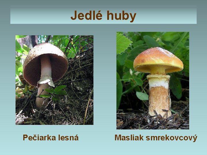 Jedlé huby Pečiarka lesná Masliak smrekovcový 