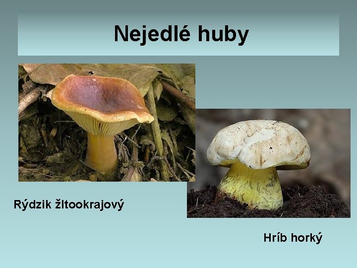 Nejedlé huby Rýdzik žltookrajový Hríb horký Nejedlé huby Rýdzik žltookrajový Hríb horký