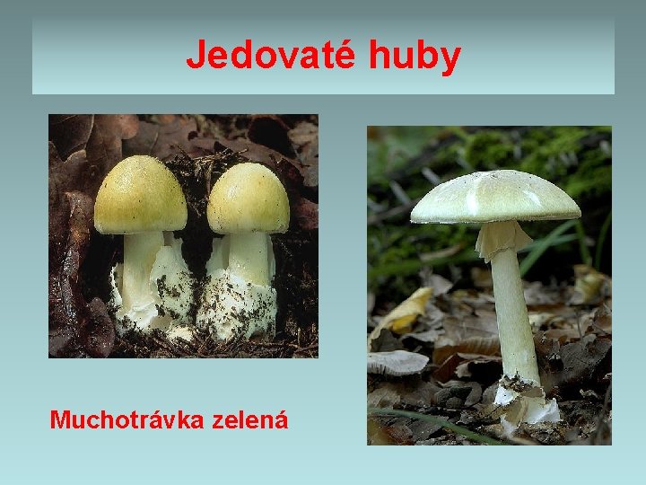 Jedovaté huby Muchotrávka zelená Jedovaté huby Muchotrávka zelená