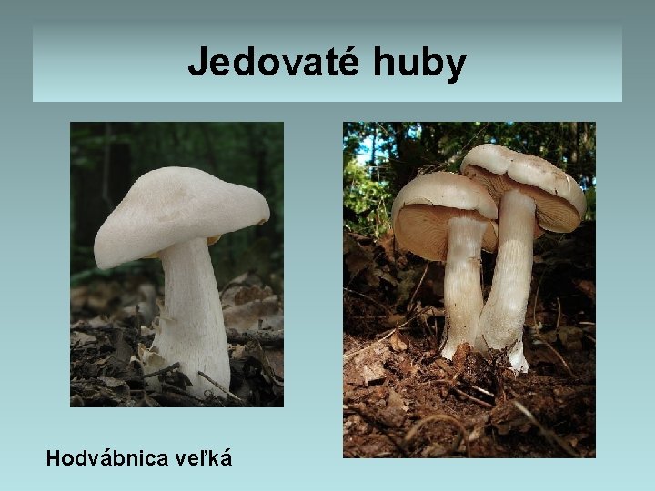 Jedovaté huby Hodvábnica veľká Jedovaté huby Hodvábnica veľká