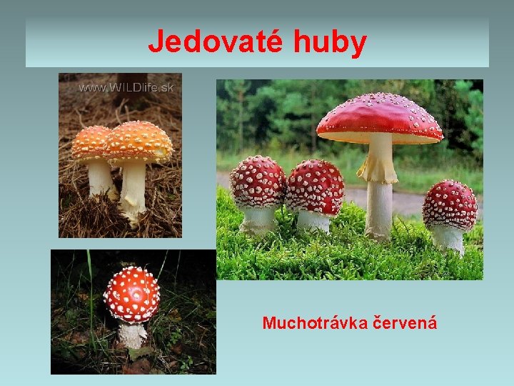 Jedovaté huby Muchotrávka červená 