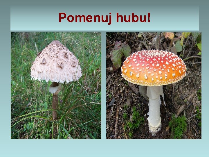 Pomenuj hubu! Pomenuj hubu!