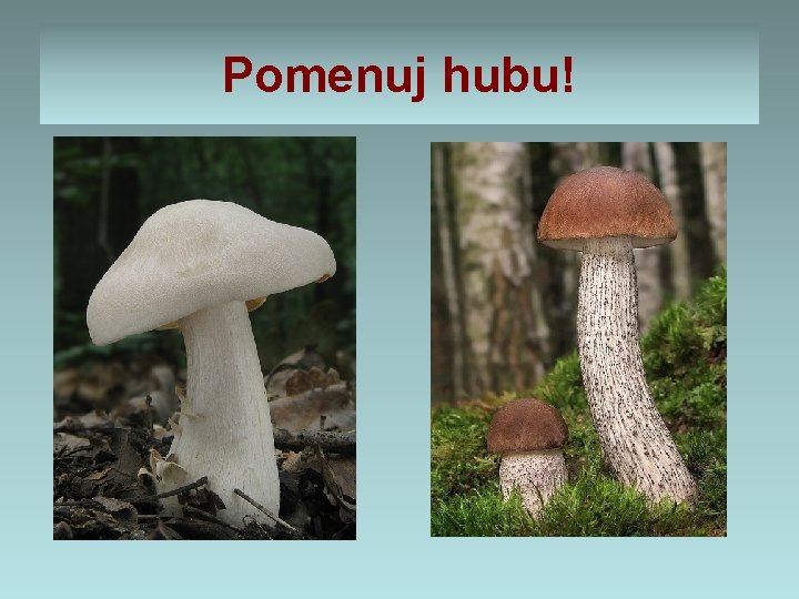 Pomenuj hubu! Pomenuj hubu!