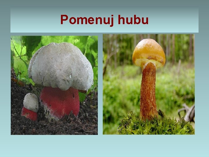 Pomenuj hubu 