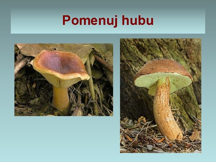 Pomenuj hubu 