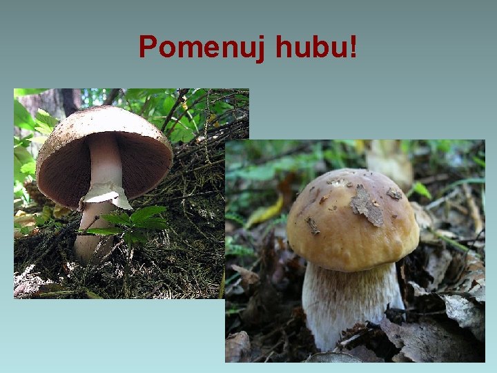 Pomenuj hubu! Pomenuj hubu!