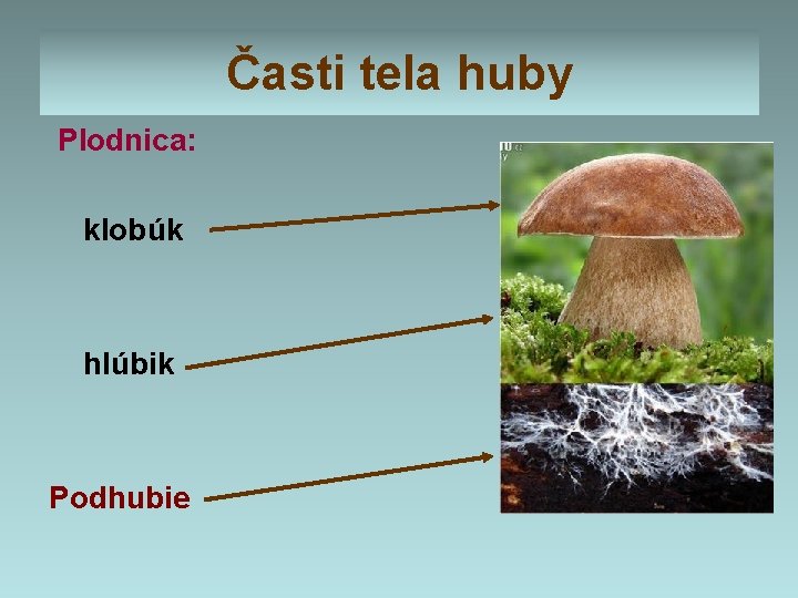 Časti tela huby Plodnica: klobúk hlúbik Podhubie 