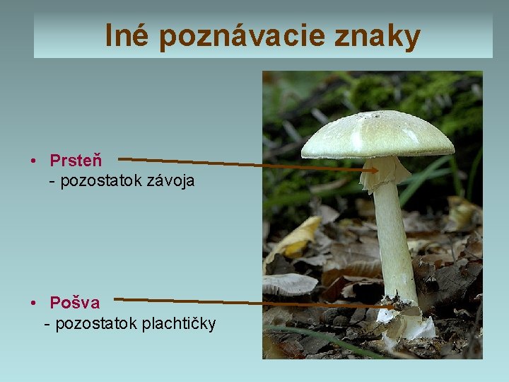 Iné poznávacie znaky • Prsteň - pozostatok závoja • Pošva - pozostatok plachtičky Iné poznávacie znaky • Prsteň - pozostatok závoja • Pošva - pozostatok plachtičky