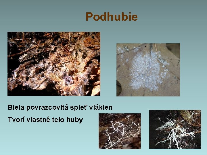 Podhubie Biela povrazcovitá spleť vlákien Tvorí vlastné telo huby Podhubie Biela povrazcovitá spleť vlákien Tvorí vlastné telo huby