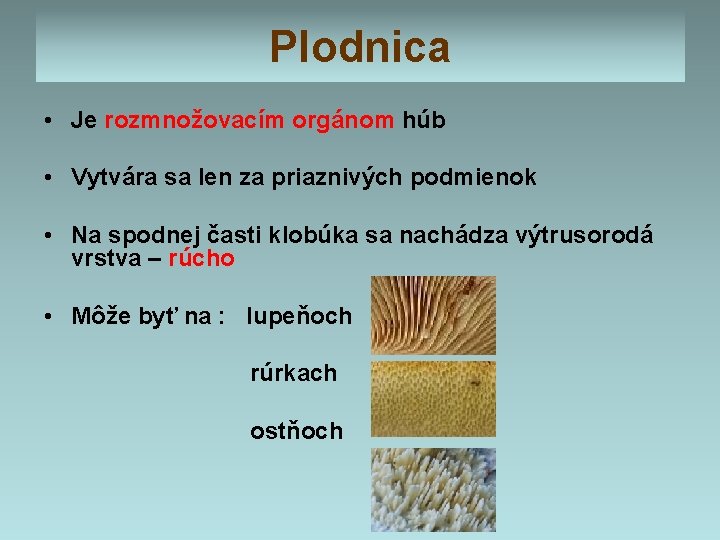 Plodnica • Je rozmnožovacím orgánom húb • Vytvára sa len za priaznivých podmienok •