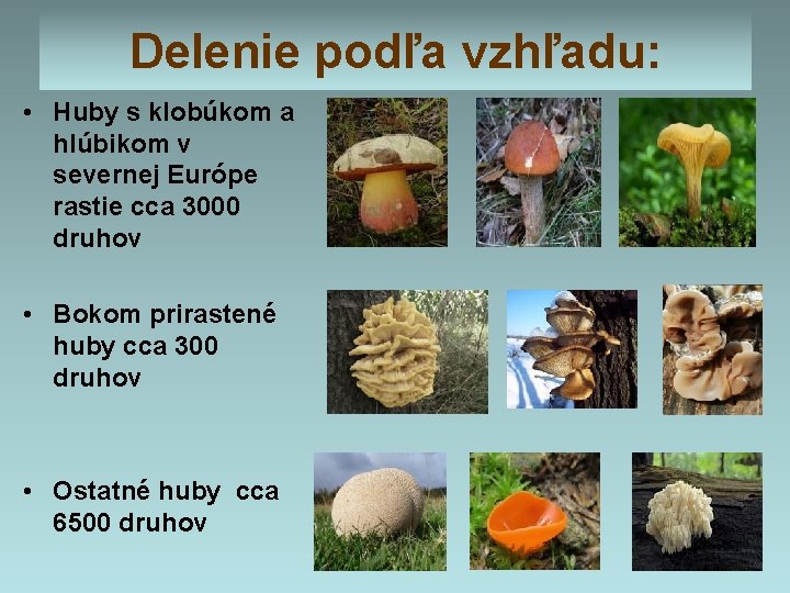 Delenie podľa vzhľadu: • Huby s klobúkom a hlúbikom v severnej Európe rastie cca