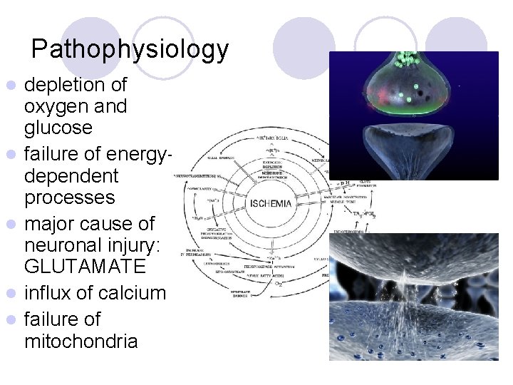 Pathophysiology l l l depletion of oxygen and glucose failure of energydependent processes major