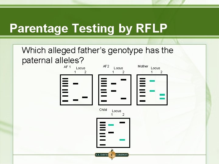 Parentage Testing by RFLP Which alleged father’s genotype has the paternal alleles? AF 1 Parentage Testing by RFLP Which alleged father’s genotype has the paternal alleles? AF 1