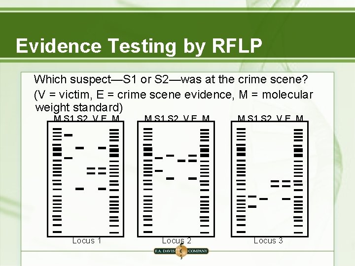 Evidence Testing by RFLP Which suspect—S 1 or S 2—was at the crime scene? Evidence Testing by RFLP Which suspect—S 1 or S 2—was at the crime scene?