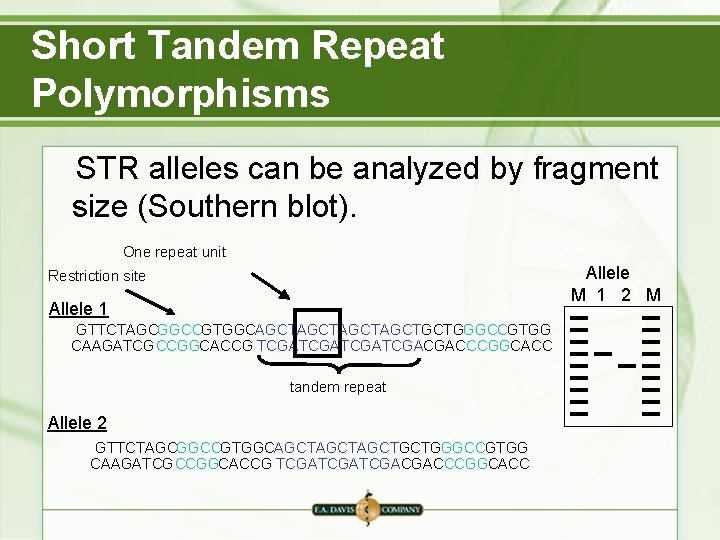 Short Tandem Repeat Polymorphisms STR alleles can be analyzed by fragment size (Southern blot). Short Tandem Repeat Polymorphisms STR alleles can be analyzed by fragment size (Southern blot).