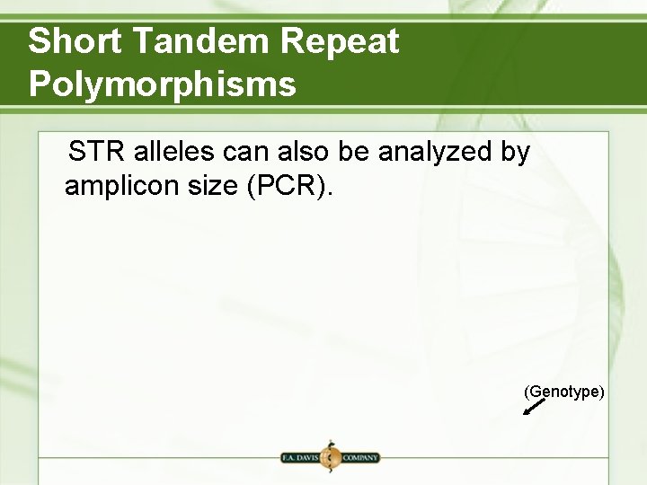 Short Tandem Repeat Polymorphisms STR alleles can also be analyzed by amplicon size (PCR). Short Tandem Repeat Polymorphisms STR alleles can also be analyzed by amplicon size (PCR).