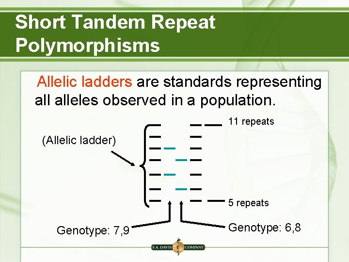 Short Tandem Repeat Polymorphisms Allelic ladders are standards representing alleles observed in a population. Short Tandem Repeat Polymorphisms Allelic ladders are standards representing alleles observed in a population.