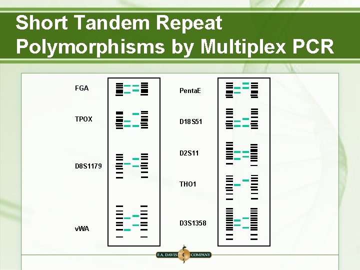 Short Tandem Repeat Polymorphisms by Multiplex PCR FGA Penta. E TPOX D 18 S Short Tandem Repeat Polymorphisms by Multiplex PCR FGA Penta. E TPOX D 18 S