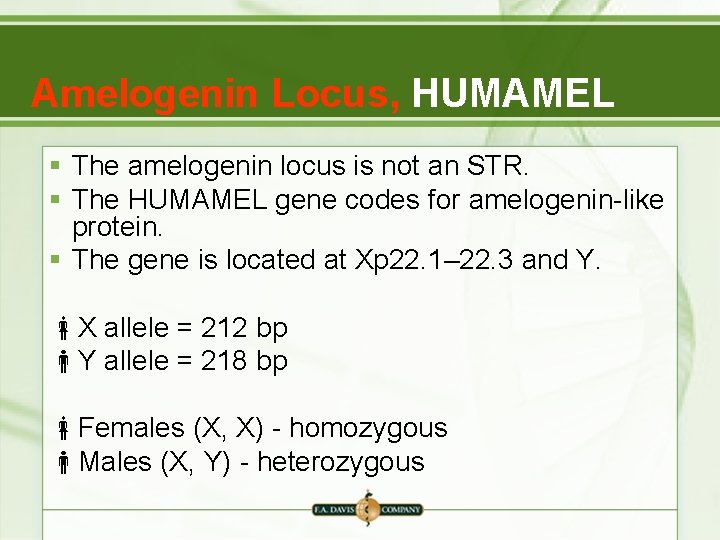 Amelogenin Locus, HUMAMEL § The amelogenin locus is not an STR. § The HUMAMEL Amelogenin Locus, HUMAMEL § The amelogenin locus is not an STR. § The HUMAMEL