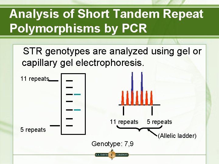 Analysis of Short Tandem Repeat Polymorphisms by PCR STR genotypes are analyzed using gel Analysis of Short Tandem Repeat Polymorphisms by PCR STR genotypes are analyzed using gel
