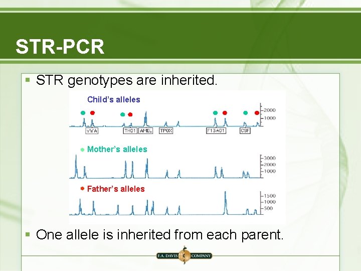 STR-PCR § STR genotypes are inherited. Child’s alleles Mother’s alleles Father’s alleles § One STR-PCR § STR genotypes are inherited. Child’s alleles Mother’s alleles Father’s alleles § One
