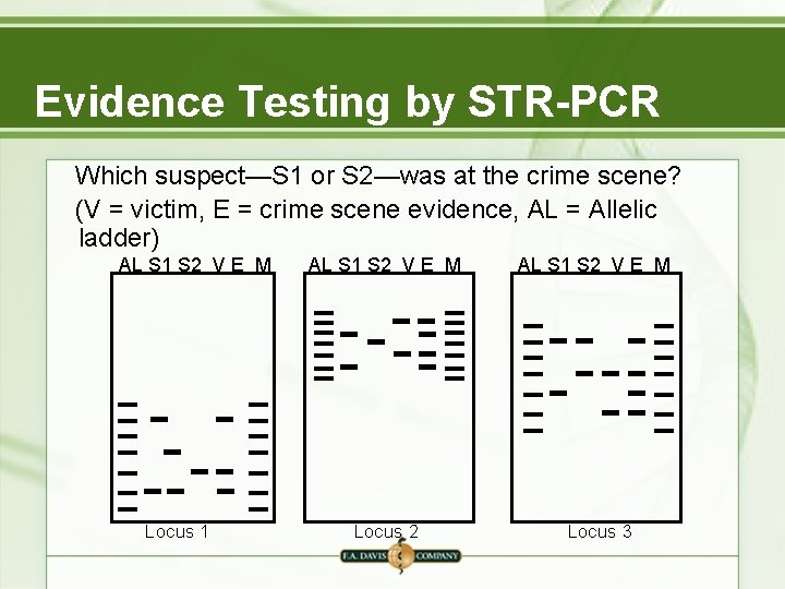 Evidence Testing by STR-PCR Which suspect—S 1 or S 2—was at the crime scene? Evidence Testing by STR-PCR Which suspect—S 1 or S 2—was at the crime scene?