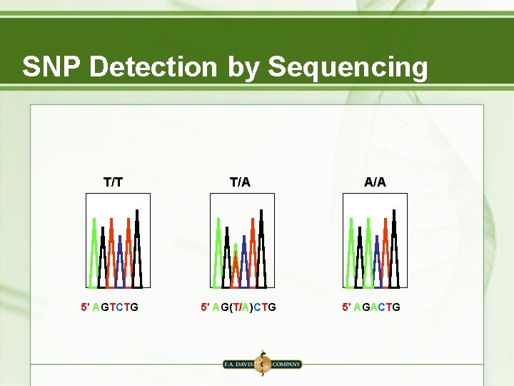 SNP Detection by Sequencing T/T 5′ AGTCTG T/A 5′ AG(T/A)CTG A/A 5′ AGACTG SNP Detection by Sequencing T/T 5′ AGTCTG T/A 5′ AG(T/A)CTG A/A 5′ AGACTG