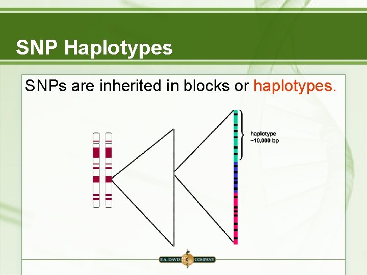 SNP Haplotypes SNPs are inherited in blocks or haplotypes. SNP Haplotypes SNPs are inherited in blocks or haplotypes.
