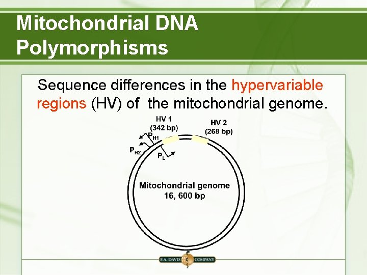 Mitochondrial DNA Polymorphisms Sequence differences in the hypervariable regions (HV) of the mitochondrial genome. Mitochondrial DNA Polymorphisms Sequence differences in the hypervariable regions (HV) of the mitochondrial genome.