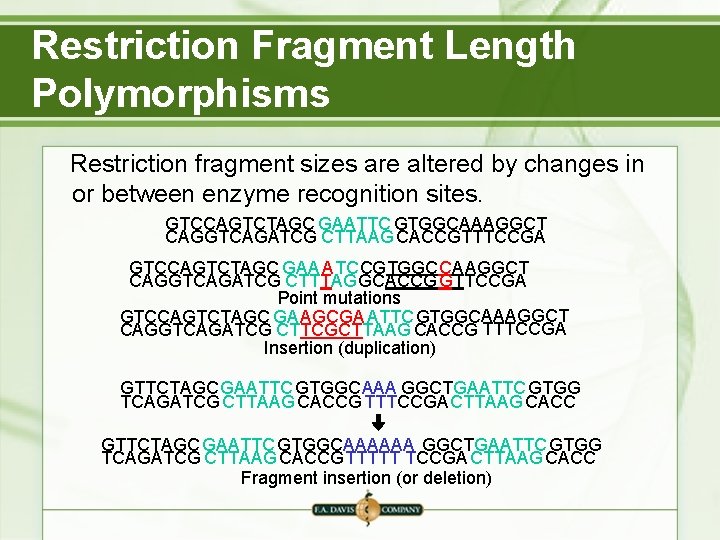 Restriction Fragment Length Polymorphisms Restriction fragment sizes are altered by changes in or between Restriction Fragment Length Polymorphisms Restriction fragment sizes are altered by changes in or between