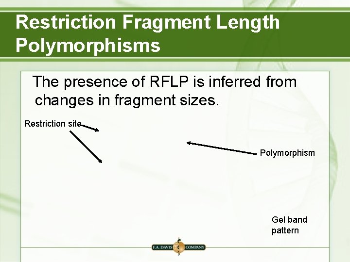 Restriction Fragment Length Polymorphisms The presence of RFLP is inferred from changes in fragment Restriction Fragment Length Polymorphisms The presence of RFLP is inferred from changes in fragment