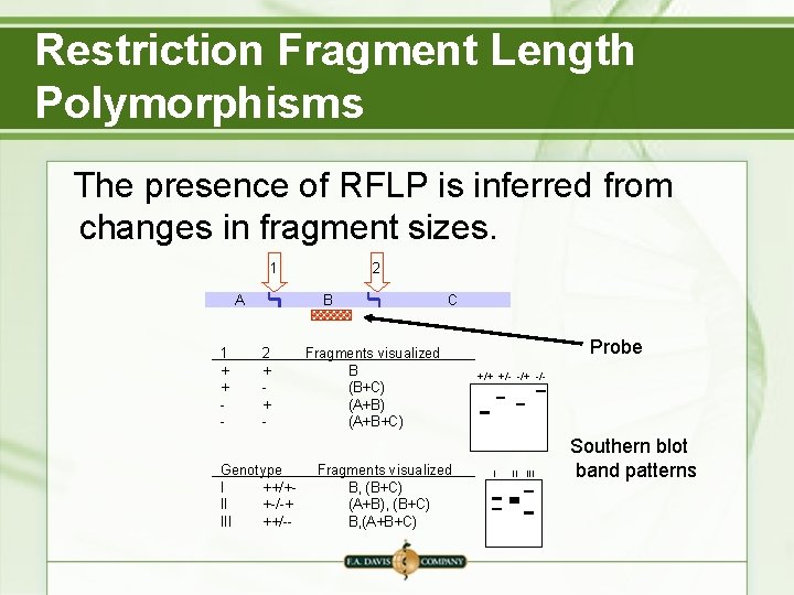 Restriction Fragment Length Polymorphisms The presence of RFLP is inferred from changes in fragment Restriction Fragment Length Polymorphisms The presence of RFLP is inferred from changes in fragment