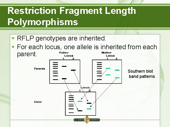Restriction Fragment Length Polymorphisms § RFLP genotypes are inherited. § For each locus, one Restriction Fragment Length Polymorphisms § RFLP genotypes are inherited. § For each locus, one